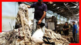 Modern SHEEP FARMING Technologies 🧶🐑 - Wool Processing Factory - Sheep Shearing