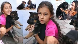 Самые МИЛЫЕ ЩЕНКИ на СВЕТЕ! Щенки Немецкой овчарки. Cute German Shepherd Puppies.