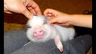 MOST ADORABLE Mini Pig Videos - Cute Micro Pig 2017