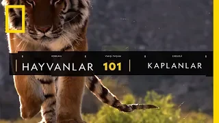 Hayvanlar 101 | Kaplanlar