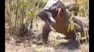 Komodo Dragon Swallows Pig