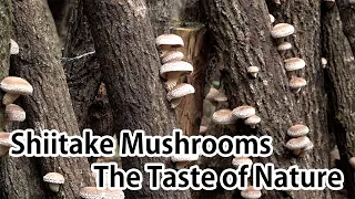 Shiitake Mushrooms – The Taste of Nature