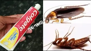 MAGIC COLGATE || How To Kill Cockroach, Lizard, Within 5 minutes || Home Remedy || Magic Ingredient