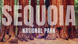 You MUST Visit Sequoia National Park TOP 5 Reasons