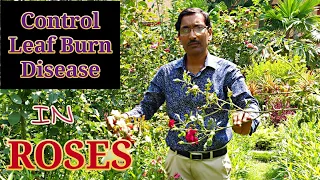 Control Leaf Burn Disease in Roses With 100 % Success.