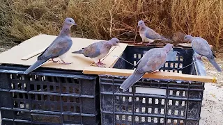 Hunting the dove (palm dove) - a trap that the dove does not hesitate to enter 😎👍💪🕊