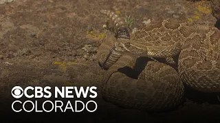 Wildlife experts warn Coloradans of rattlesnake sightings during this time of year