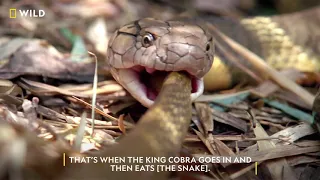 Meet the King Cobra | #WorldSnakeDay | Nat Geo Wild