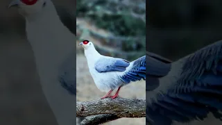 Funny Parrots and Cute Birds Compilation Loros Adorables Recopilación # 7