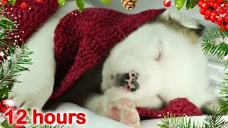 ☆ 12 HOURS ☆ Puppy Sleeping Music ☆ CHRISTMAS Carols ☆ Relaxing sleep music for dogs, pets