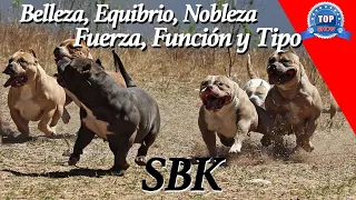 AMERICAN BULLY (SBK) Todos los secretos de Carlos Caicedo.