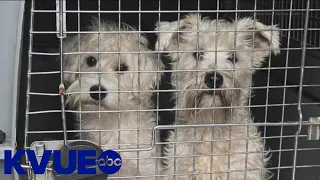 Austin Humane Society rescues more than 50 dogs from a single home | KVUE