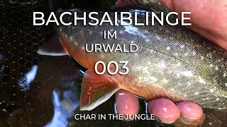 Bachsaiblinge im Urwald - Fliegenfischen hart am Limit