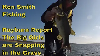 Sam Rayburn Report the Big Fish are Snapping In The Grass - Finding Winning Strategies