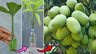 Grow mango from cuttings using natural rooting aloe vera | Method of rooting in water