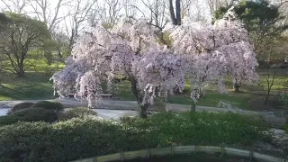 Drone video | Cherry blossoms hit peak bloom this week at the Missouri Botanical Garden