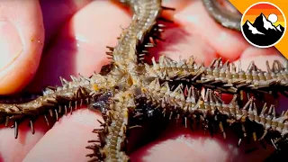 BIZARRE Creatures Found While Tide Pooling!