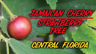Jamaican Cherry Strawberry Tree | Central Florida Abundance