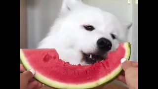 This Dog Is Just Adorable While Eating A Watermelon