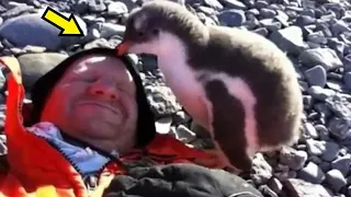 Пингвинёнок впервые видит человека! Его реакция бесподобна!