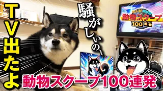 テレビに出演した柴犬(動物100連発)