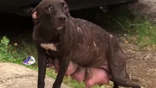 Rescue an abandoned, wandering, homeless mother dog after giving birth and raising a baby