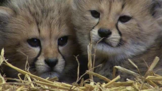 Historic First For Longleat As Cheetah Cubs Are Born