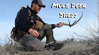 2024 Shed Hunting | Mule Deer Sheds | Episode 2