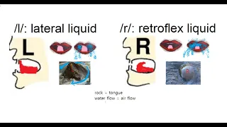 liquids: /l/ and /r/