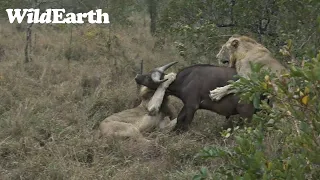 WildEarth - Sunrise Safari - 21 June 2023