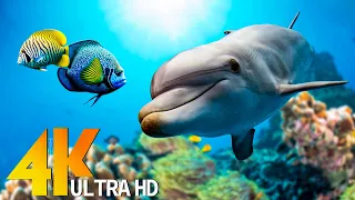 UNDER THE RED SEA 4K ULTRA HD - Beautiful Coral Reef Fish - Sleep Relaxing Meditation Music