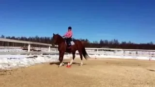 Луидор и юная всадница. Тренировка. КК "ФЛАВИАН "