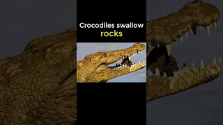 Why do crocodiles swallow rocks? #untoldknowledge #shorts