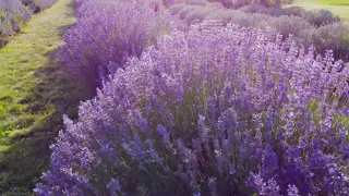 4K Drone Video - The Lavender Farm