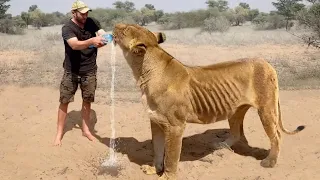 A man saved a dying lioness, and 5 years later the unthinkable happened!