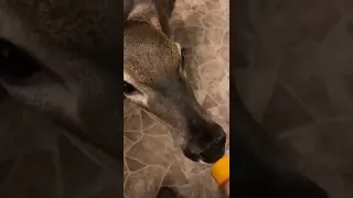 Baby Deer Hungrily Drinks Milk From Bottle - 1378705