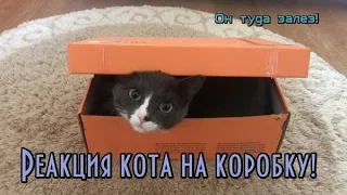 Кот Vs Коробка | Реакция Кота На Коробку | Cats vs Boxes