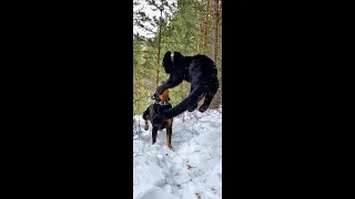 The most spectacular panther jumps 😈 🐆 / Luna is a lover of parkour