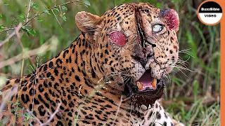 This Leopard Suffers Severe Injuries After Being Attacked By Baboons