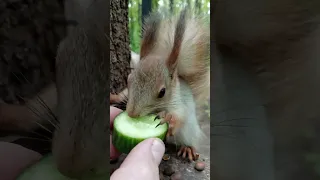 Бельчонок ест огурчик / Squirrel baby eats a cucumber #squirrel #cute #cuteanimal