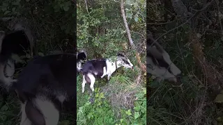 Почему козёл 🐐 вонючий?