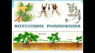 Відео-урок "Вегетативне розмноження рослин" Біологія 6 клас.