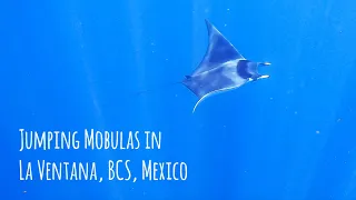 Mantas and Jumping Mobulas in La Ventana, BCS Mexico - 4K 🎵 Fooled Once by Re-Tide