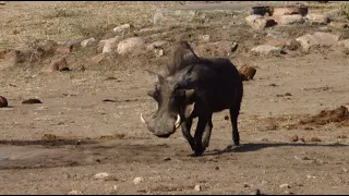 Pumba the Warthog  Brings New Friend to the Waterhole
