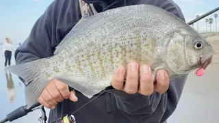 MONSTERS STILL SKIMMING THE SKINNY IN SURF CITY! (This is fishing with Surf Heads)