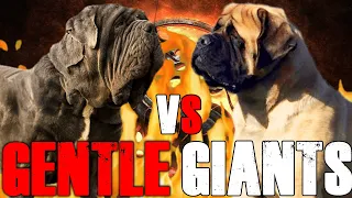 Neapolitan Mastiff vs English Mastiff | English Mastiff vs Neapolitan Mastiff  | Billa Boyka |