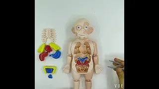 0480 人体器官早教模型 彩盒（Human Body Model W603）