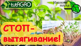 ЖИВАЯ ВОДА ДЛЯ РАССАДЫ. Остановит вытягивание и напитает силой! Совершенно БЕСПЛАТНОЕ средство!