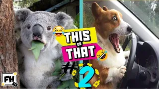 🔴This or That! #9 | TRY NOT TO LAUGH CHALLENGE Pt. 2 | Funny Animals | Family Workout