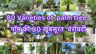 80 types outdoor palm tree🌴| palms varieties
